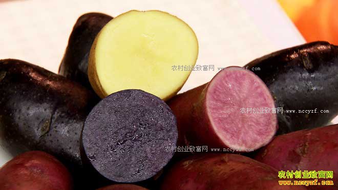 �¸��������ɹų��������ֲ��ɫ����һ������2000��