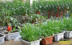 �����������ٴ�����ֲ�����߲��г�ǰ����