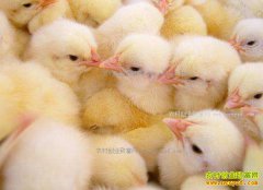 �ӱ�����������Ӣ��������С����׬��ʮ��