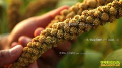 [�¸���]�½���˶�س�ѧ���ֹ���һ��ɳ�2000��