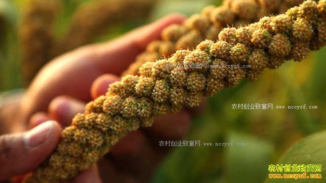 [�¸���]�½���˶�س�ѧ���ֹ���һ��ɳ�2000��