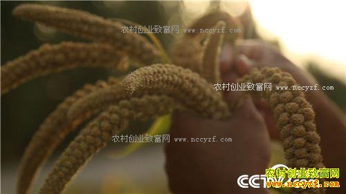 �¸�����С����Ϻ����Ÿ� һ��ɳ�2000��(20171012)