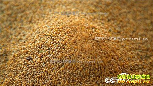 �¸�����С����Ϻ����Ÿ� һ��ɳ�2000��(20171012)