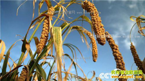 �¸�����С����Ϻ����Ÿ� һ��ɳ�2000��(20171012)