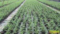 ���շ����ش�ѧ����ٿ�ά������ľ��ũ�����¸�·