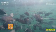 [ũ�����]��ʯ����ֳ������Ƶ