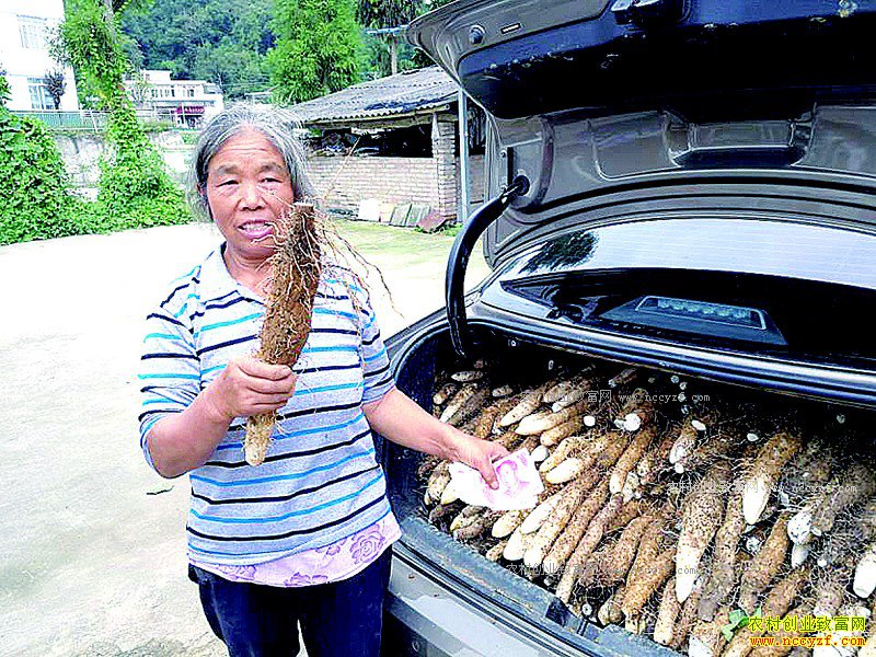 �Ĵ���ȫ�غ��ִ������Ű�Ұ��ɽҩЧ���