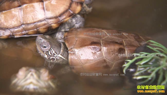 [�¸���]90��С��������﷢���20171018