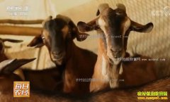 [ÿ��ũ��]������أ����������ͱڵ�ʯ����ֳЧ���