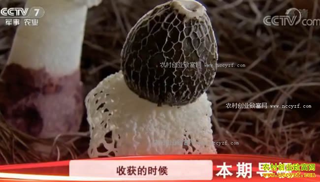 [�Ƽ�Է]�ܳ�ľ��Ҳ�ܳ�ľм����ݥ 20171010