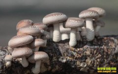 ����Ģ���г�ǰ����