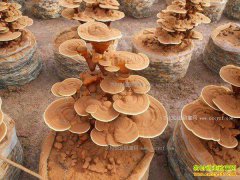 ���ϻ�����������������֥�辰�����󳬰���Ԫ