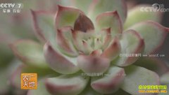 [ũ�����]�ӱ�ʯ��ׯ����˼���¶����ջ���