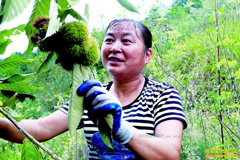 �Ĵ������أ���ɽҰ����������¸��������