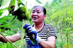 �Ĵ������أ���ɽҰ����������¸��������