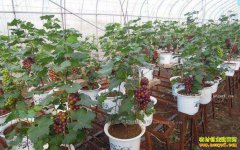 ɽ��ƽ�ȣ�������ֲ�辰����һĶ������30��Ԫ