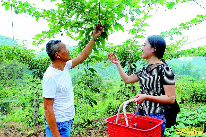 �Ĵ�������ֲ�����Ķ������Ԫ��ũ���¸�����Ŀ