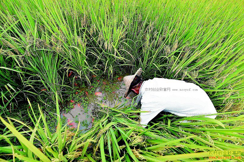 �Ĵ���Ԫ����̬�����ؿ�ũ������·