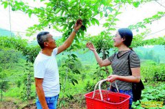 �Ĵ�������ֲ�����Ķ������Ԫ��ũ���¸�����Ŀ