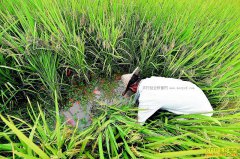 �Ĵ���Ԫ�����������ؿ�ũ������·