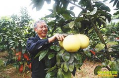 �����ɽ��͢����ֲ��������Ч���