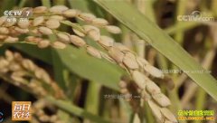 [ÿ��ũ��]��ֲˮ��׬Ǯ���и���