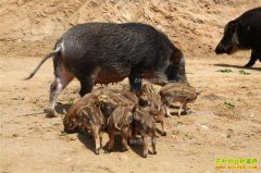 ����������������ֳ����Ұ��������320��