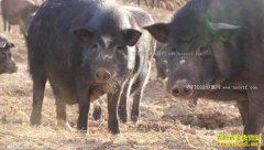 [�¸���]���ɹų��������Ҥ������ֳ�������Ŀ�Ұ�Ƹ�