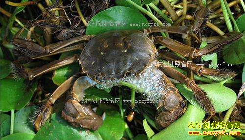 ����®���������բз��ֳ��ũ��ҵ�¸�����Ŀ