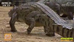 [ÿ��ũ��]�㶫���ݣ���ֳ�������������Ƹ�