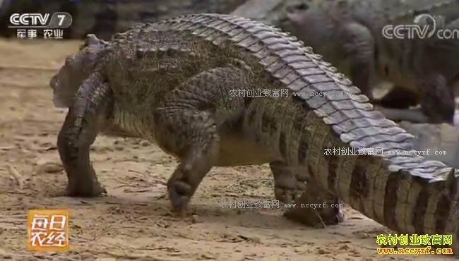 [ÿ��ũ��]����Ѫɱ�֡����������Ƹ� 20171026