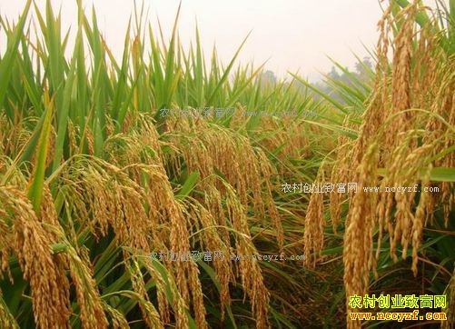 2017�������µ��׼۸�߿�����