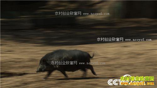 �¸��������Ŀ�Ұ�Ƹ�(20171026)