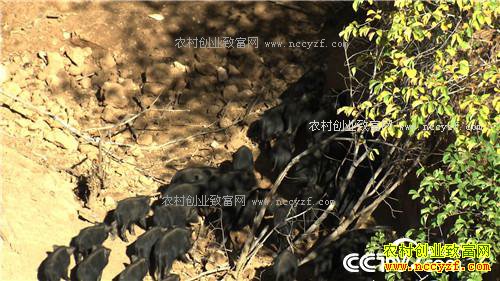 �¸��������Ŀ�Ұ�Ƹ�(20171026)