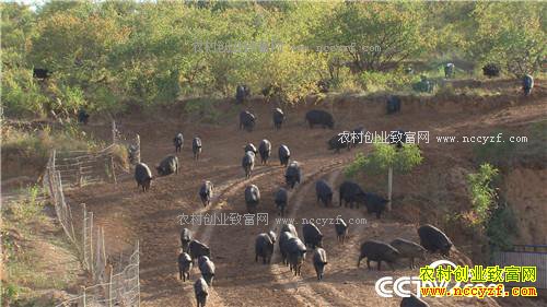 �¸��������Ŀ�Ұ�Ƹ�(20171026)