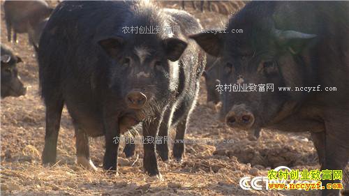 �¸��������Ŀ�Ұ�Ƹ�(20171026)