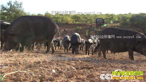 �¸��������Ŀ�Ұ�Ƹ�(20171026)