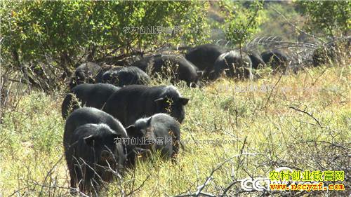 �¸��������Ŀ�Ұ�Ƹ�(20171026)