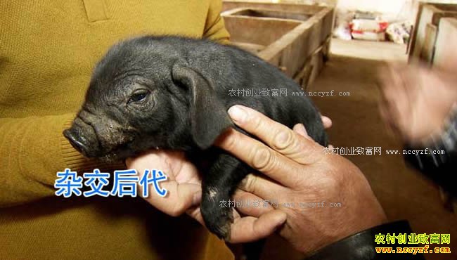 [�¸���]���Ŀ�Ұ�Ƹ� 20171026