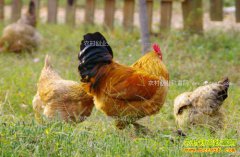 ������������Ⱥ��ҩ��ι����һֻ�����238Ԫ