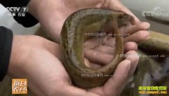 [ÿ��ũ��]���ϳ�����ȫ��˳Ӧ�г�������Ч���