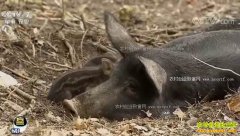 [ÿ��ũ��]��������̨�ӣ����ڵ����ܶ���Ǯ