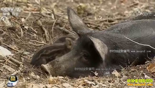 [ÿ��ũ��]���ڵ����ܶ���Ǯ