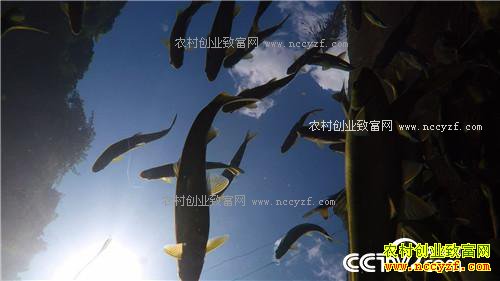 �¸�����һ������365Ԫ ϡ��������ϡ����(20171031)