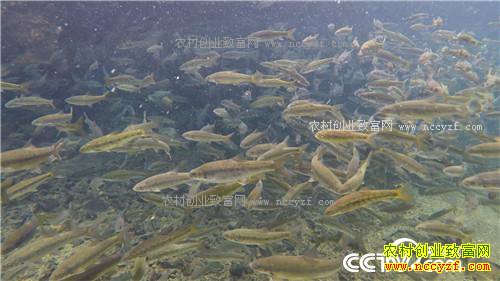 �¸�����һ������365Ԫ ϡ��������ϡ����(20171031)