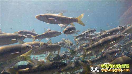 �¸�����һ������365Ԫ ϡ��������ϡ����(20171031)