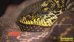 [�¸���]������������ΰһ����֧�ŵ����߲Ƹ�