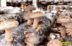 ɽ������ʷ������ֲ�������㹽������ũ���¸�ɡ��