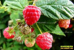 ����ݮ��ֲǰ�����������