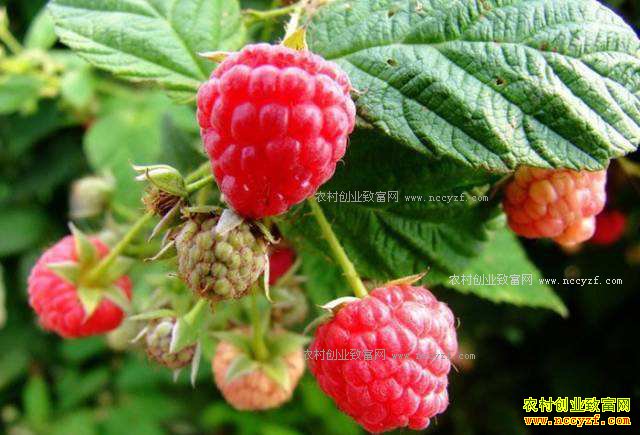 ��ݮ��ֲ,����ݮ��ֲ